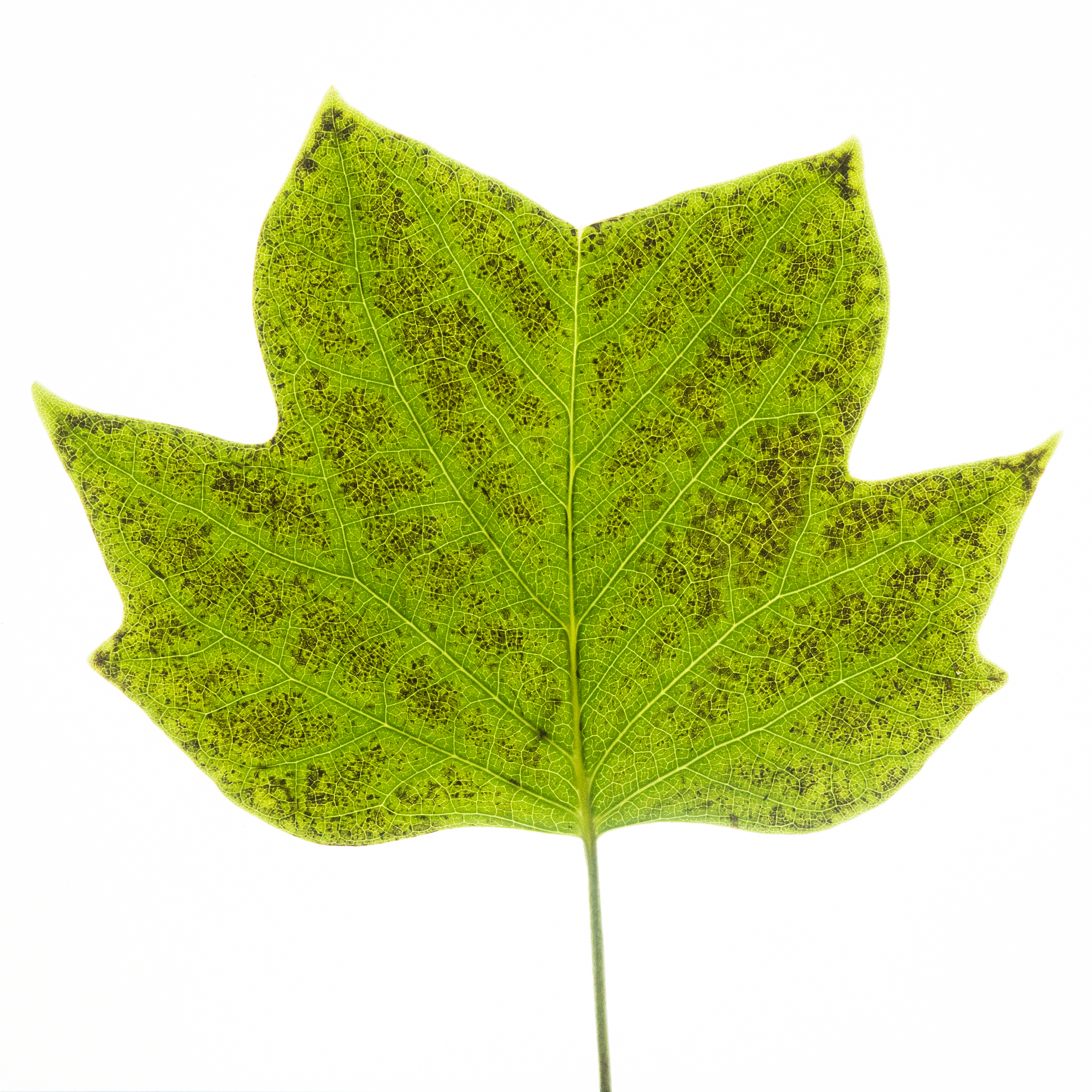 Tuliptree leaf with ozone damage