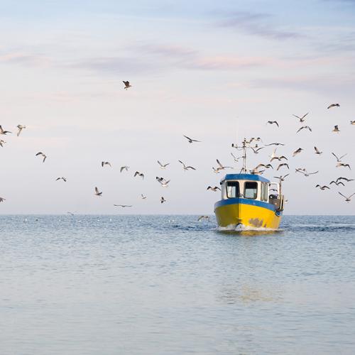 Fishingboad with seagulls