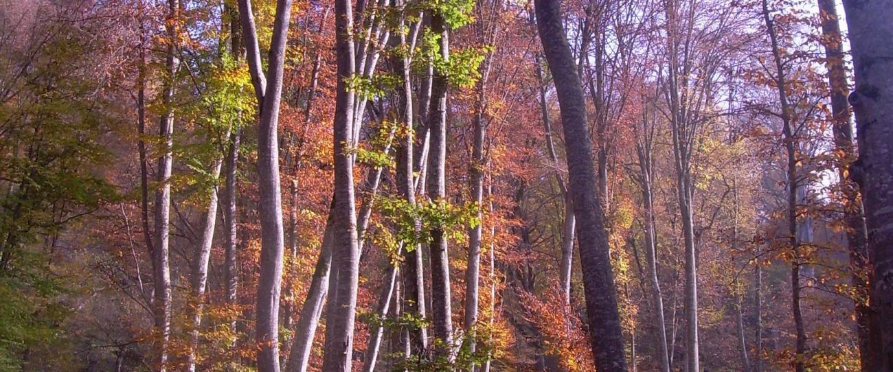 azerbaijan forest