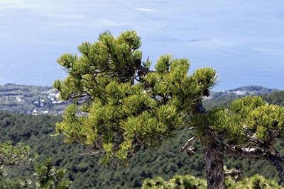 pine