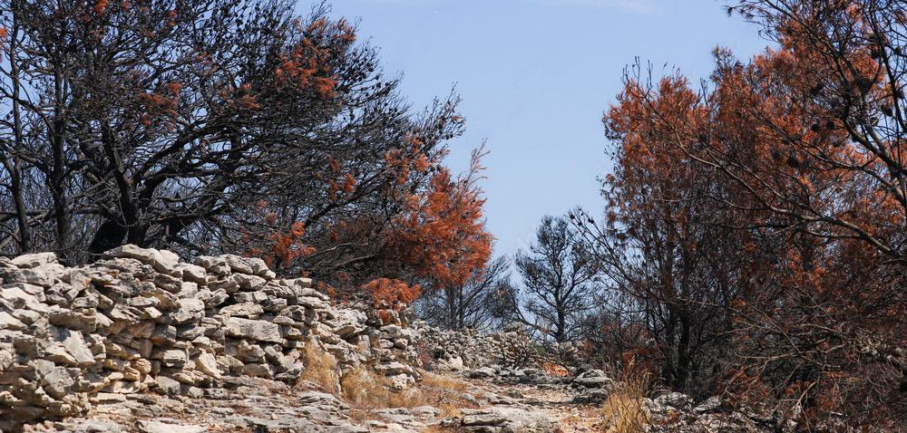 Burnt forest in Murter Croatia August 2024.